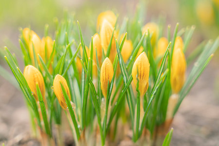 yellow crocuses close up on a beautiful background