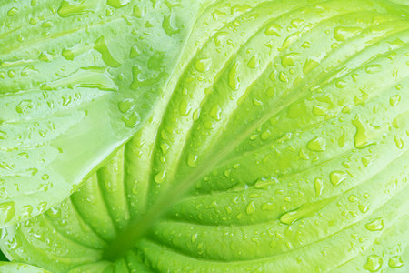 leaf hosts with raindrops close up as backgroundの写真素材