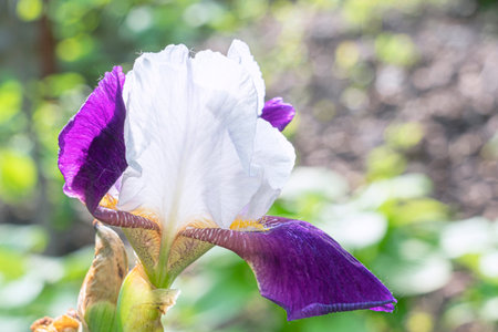 a blooming iris flower on a beautiful background