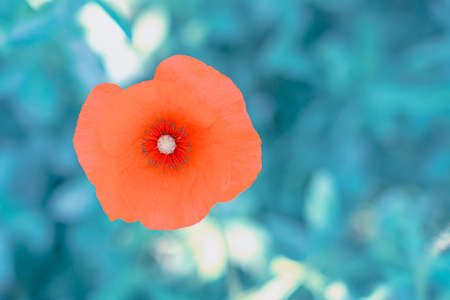beautiful red poppy on a green backgroundの写真素材