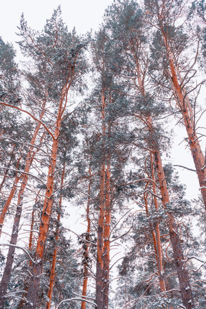 autumn forest landscape with blue sky background