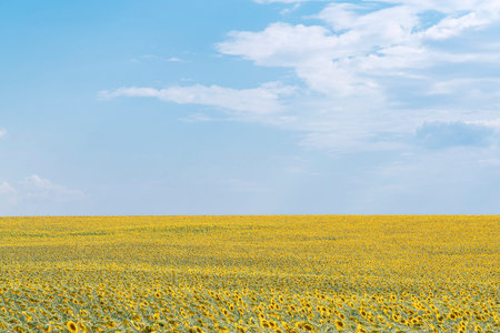 a field of sunflowers on a blue sky background