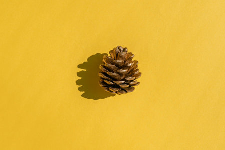 a fir cone with a hard shadow on an yellow background