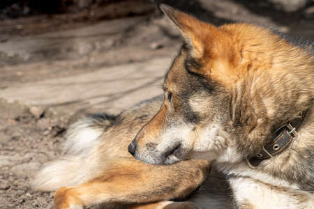 laika dog close-up lying on a dark backgroundの写真素材
