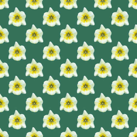seamless pattern of a tulip bud on a green backgroundの写真素材