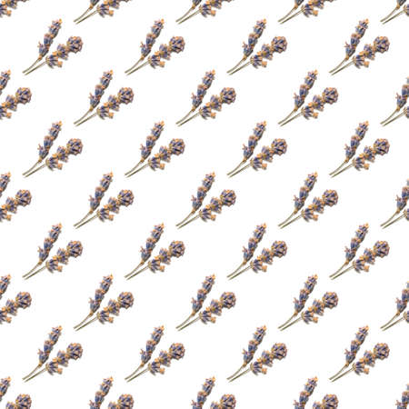 seamless pattern of lavender twigs on a white backgroundの写真素材