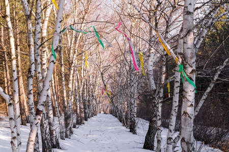birch alley with ribbons in the park in winterの写真素材