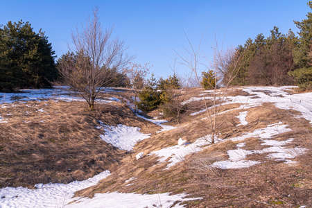 thaw of snow thawing in coniferous forestの写真素材