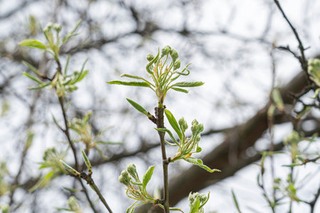 blooming pear flowers against the sky close-up