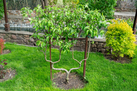 Formation of a trellis figure at an early age of the plant