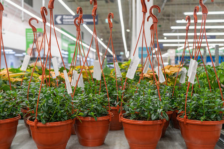 potted flowers on the shelves of flower shopsの写真素材