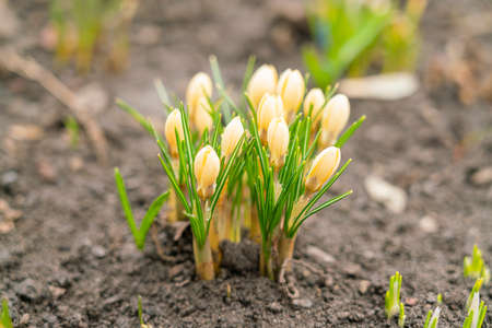 yellow crocuses close up on a beautiful backgroundの写真素材