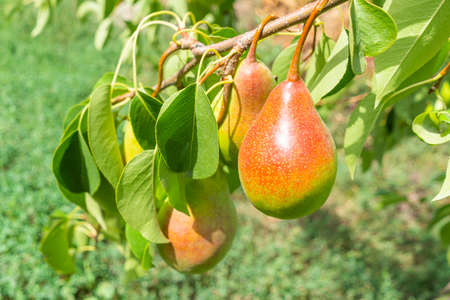 ripe pear fruits on tree branches close-upの写真素材