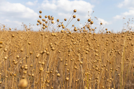 stems of ripe flax close-up as a backgroundの写真素材