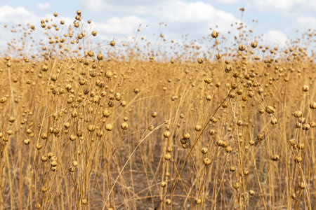 stems of ripe flax close-up as a backgroundの写真素材