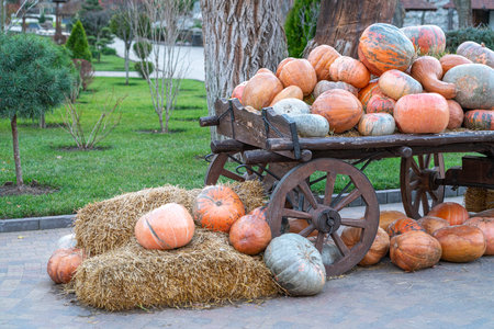 a cart with pumpkins in the market close-upの写真素材