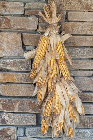 tied corn cobs on the wall as decorationの写真素材
