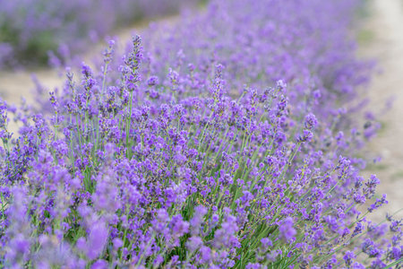 bushes of flowering lavender with a blur. close-up. as a backgroundの写真素材