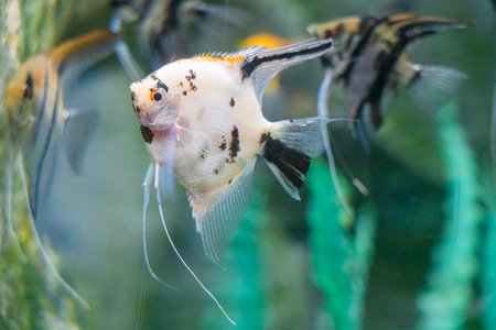 beautiful sea fish in the aquarium close-upの写真素材