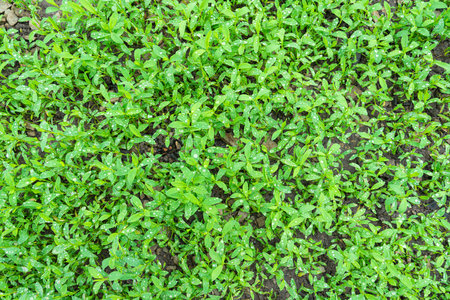 carpet of grass in drops of waterの写真素材