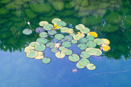 water lilies on the water close-up as a background
