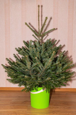 christmas fir in a pot in the store. photoの写真素材