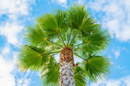 palm trees against a blue sky with clouds