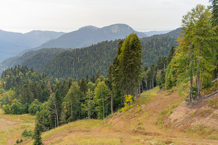 landscape of green mountains overgrown with forestの写真素材