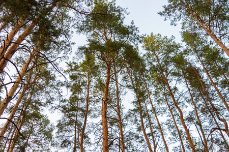 pine branch with a cone close up against the blue skyの写真素材
