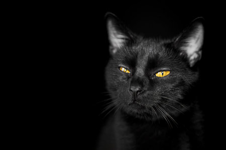portrait of a black cat on a black backgroundの写真素材