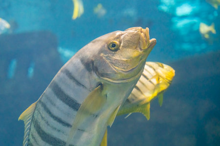 beautiful sea fish in the aquarium close-upの写真素材