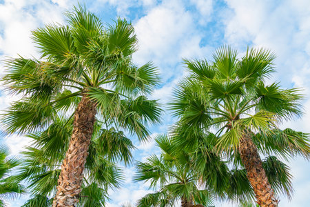 palm trees against a blue sky with cloudsの写真素材