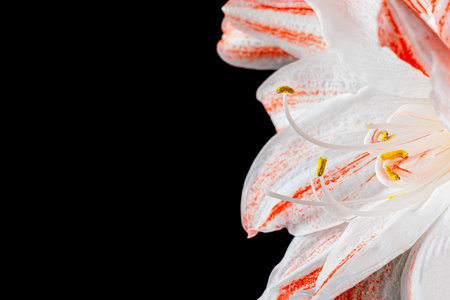Red and white amaryllis flower on a black backgroundの写真素材