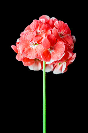 Red Geranium flower on a black background macroの写真素材