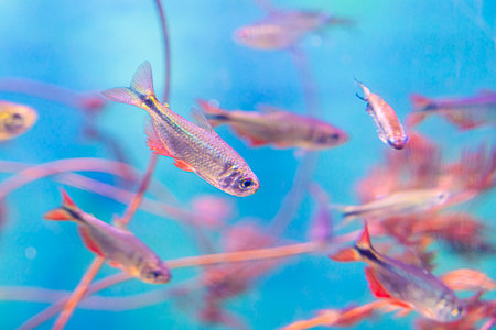 beautiful sea fish in the aquarium close-upの写真素材