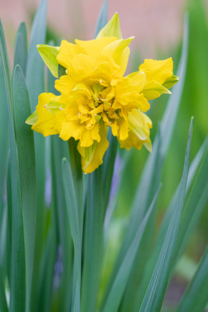 narcissus flower on a green background close-upの写真素材