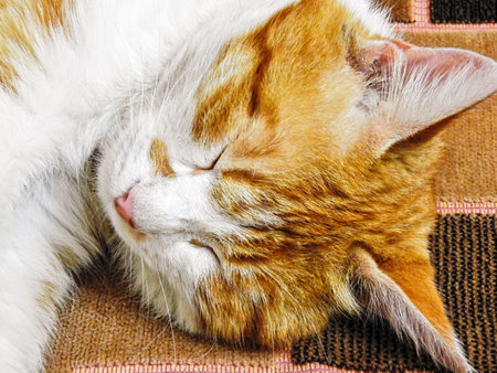 sleeping cat close-up on the sofa horizontallyの写真素材