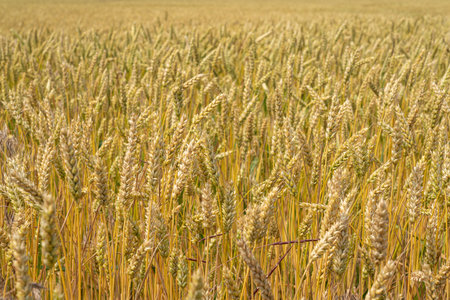 ears of wheat swing in the windの写真素材