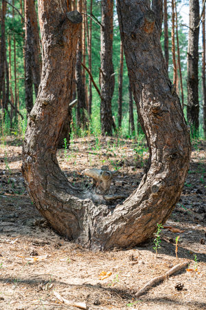 pine in the form of an eagle in the forestの写真素材