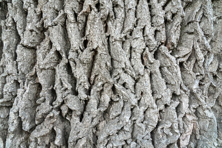 texture of old oak bark for the whole frameの写真素材