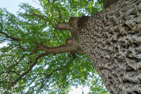 branches of an old oak tree against a blue skyの写真素材