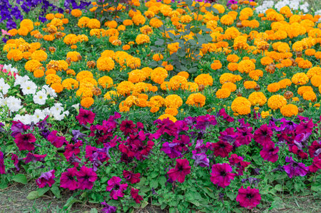 flowerbeds of multicolored flowers and plants close-up