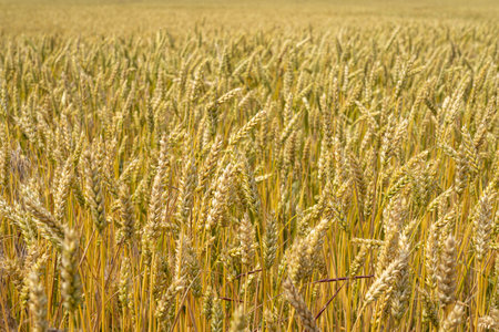 ears of wheat swing in the windの写真素材