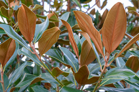 multicolored shrub leaves magnolia close-up as a backgroundの写真素材