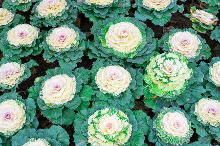 decorative cabbage in a flower bed close-upの写真素材