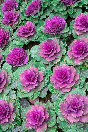 decorative cabbage in a flower bed close-upの写真素材