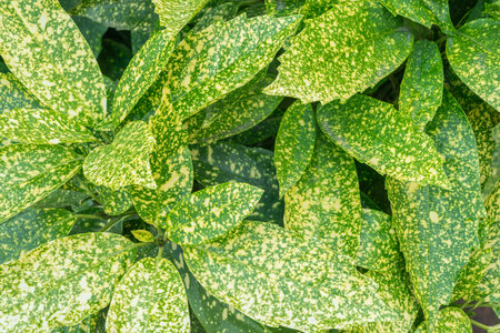 multicolored shrub leaves close-up as a background