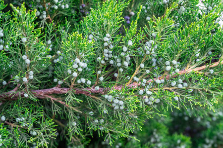 a green branch of a juniper tree with berries in close-up