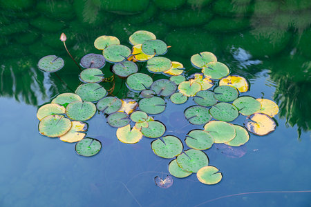 Lily pads floating serenely on a tranquil pond in late afternoon lightの写真素材