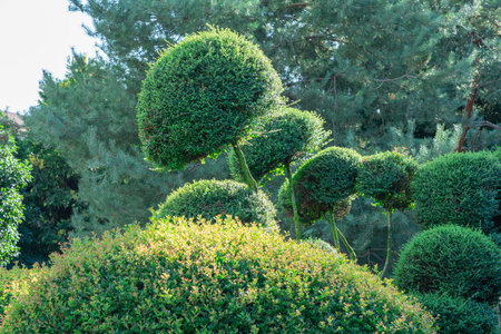 Unique topiary sculptures create artistic shapes in a sunny garden settingの写真素材